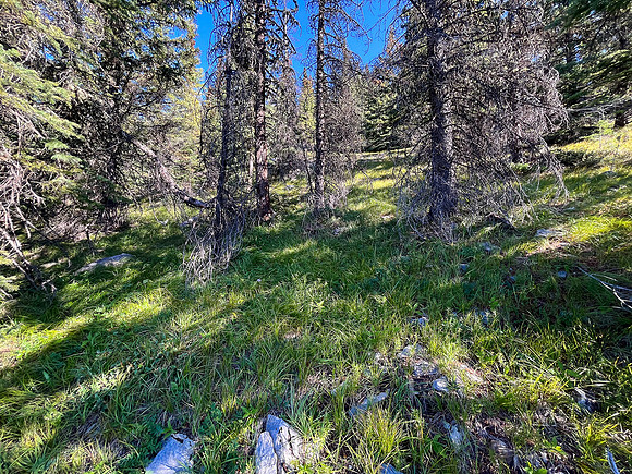 Ascending through the mid-slope SE forest.