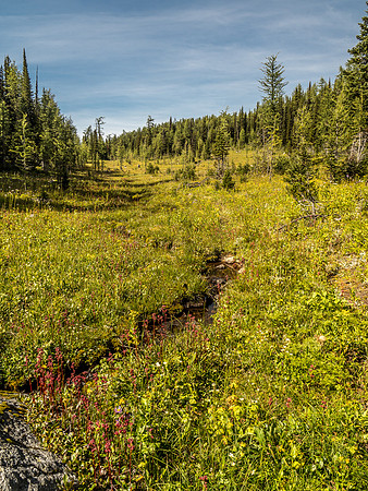 The hiking from Eohippus Lake to Simpson Pass is through open alpine meadows with countless wild flowers and little streams running through them.