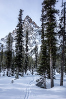 Looking back as we ski through open forest towards the avy ascent path.