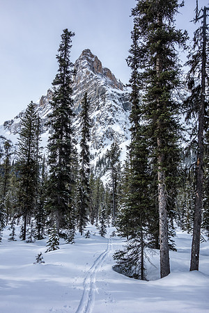 Looking back as we ski through open forest towards the avy ascent path.