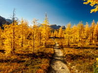 Incredible larch scenery on the Wonder Pass Trail.