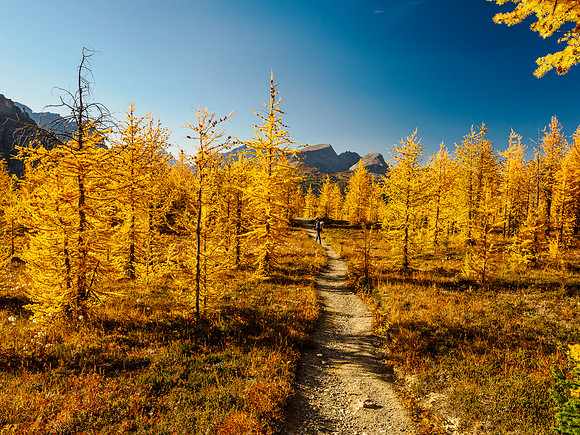 Incredible larch scenery on the Wonder Pass Trail.