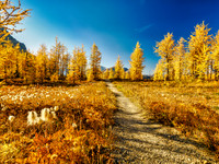Incredible larch scenery on the Wonder Pass Trail.