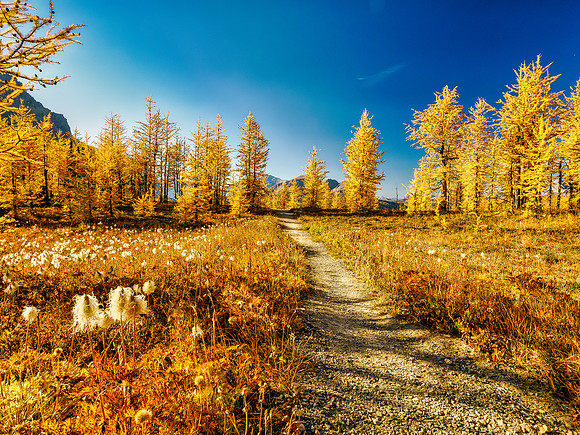 Incredible larch scenery on the Wonder Pass Trail.