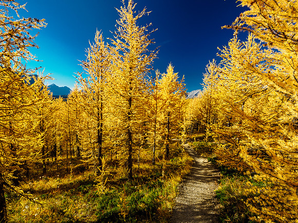 Incredible larch scenery on the Wonder Pass Trail.