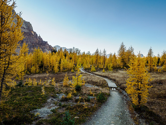 Incredible larch scenery on the Wonder Pass Trail.