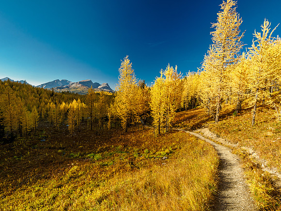 Incredible larch scenery on the Wonder Pass Trail.