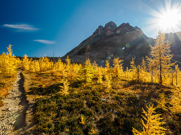 Incredible larch scenery on the Wonder Pass Trail.