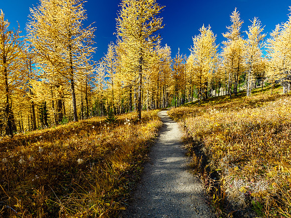 Incredible larch scenery on the Wonder Pass Trail.