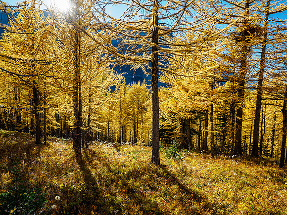 Incredible larch scenery on the Wonder Pass Trail.