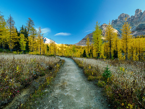 Incredible larch scenery on the Wonder Pass Trail.