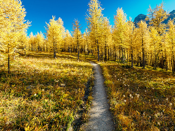 Incredible larch scenery on the Wonder Pass Trail.