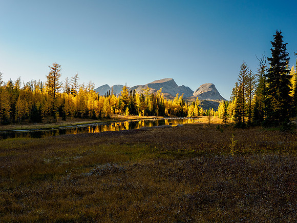 Incredible larch scenery on the Wonder Pass Trail.