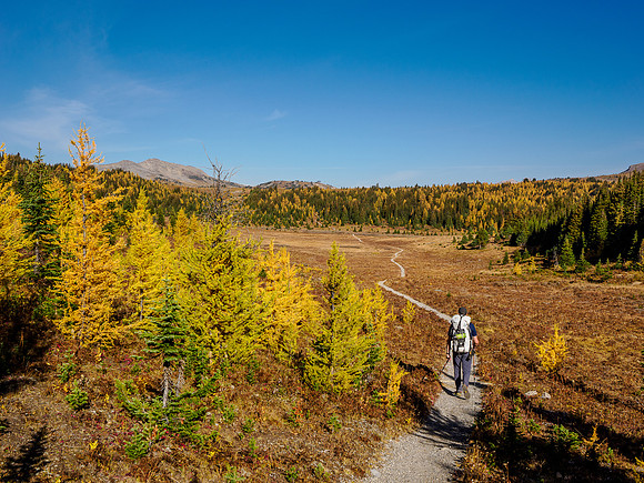 Hiking Sunshine Meadows.