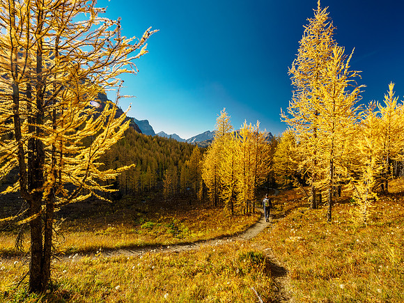 Incredible larch scenery on the Wonder Pass Trail.