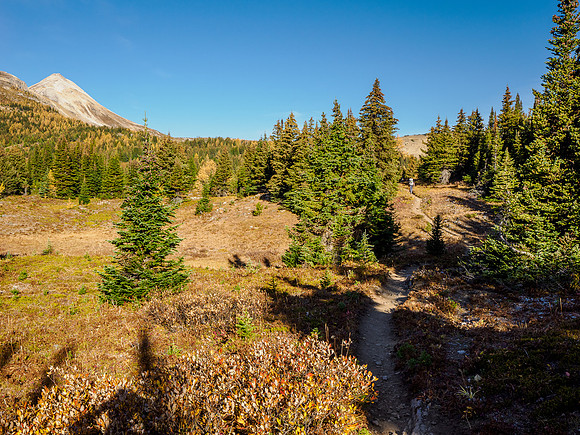 Hiking from Citadel Pass to Howard Douglas Lake.