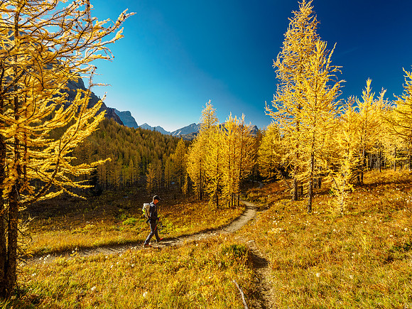 Incredible larch scenery on the Wonder Pass Trail.