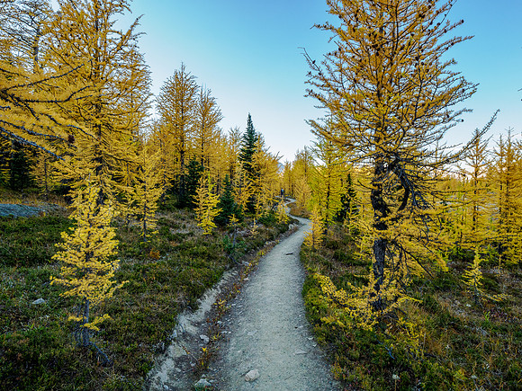 Incredible larch scenery on the Wonder Pass Trail.