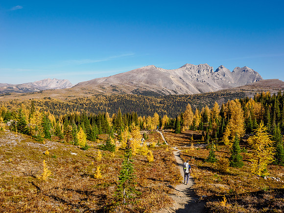 Hiking Sunshine Meadows.