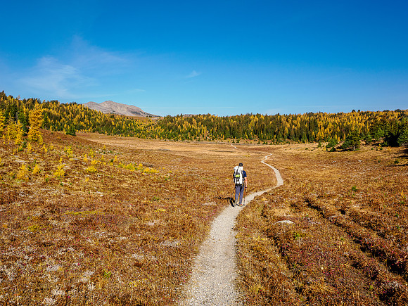 Hiking Sunshine Meadows.