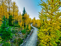 Incredible larch scenery on the Wonder Pass Trail.