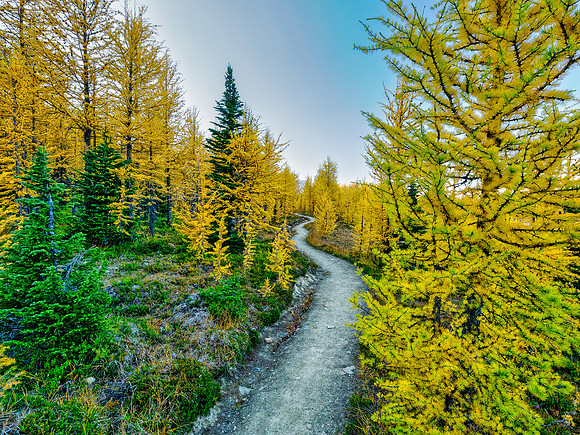 Incredible larch scenery on the Wonder Pass Trail.