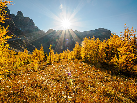 Incredible larch scenery on the Wonder Pass Trail.