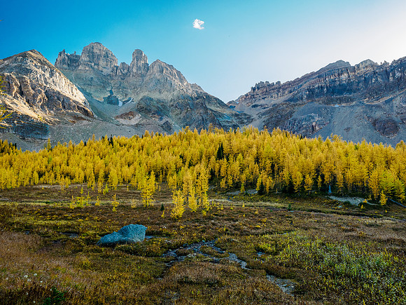Incredible larch scenery on the Wonder Pass Trail.