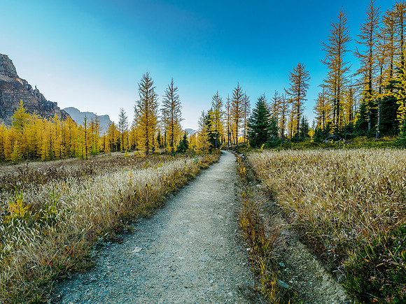Incredible larch scenery on the Wonder Pass Trail.