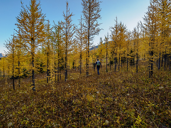 Hiking towards the west face of Mount Cautley through alpine meadows.