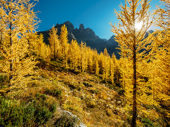 Incredible larch scenery on the Wonder Pass Trail.