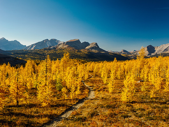 Incredible larch scenery on the Wonder Pass Trail.
