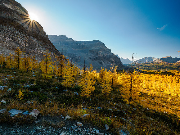 Incredible larch scenery on the Wonder Pass Trail.