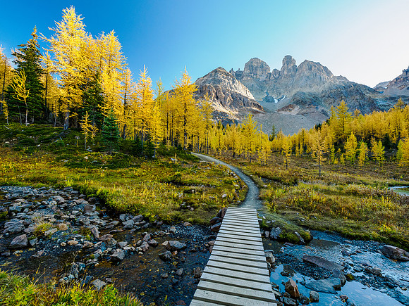 Incredible larch scenery on the Wonder Pass Trail.