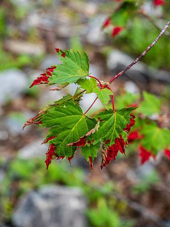 Interesting leaf patterns.