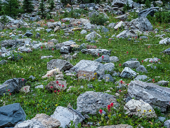 The wildflowers in the alpine valley were vibrant and thriving.
