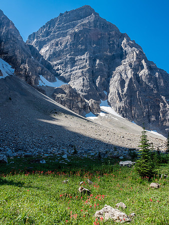 Wildflowers and the impressive west outlier of Brussilof with Rick's descent couloir looking very foreshortened.