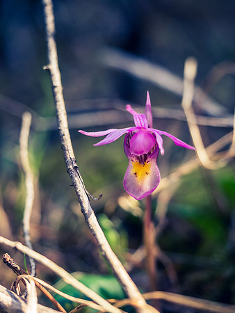 I was delighted to see these Ladies Slippers already blooming along the trail from Glacier Lake to the parking lot.
