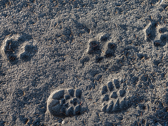 Tracks along the river flats included wolf, bear, dear, moose and of course, humans.