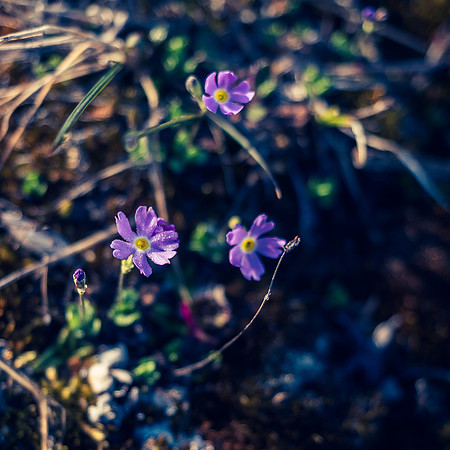 Flowers were coming out already - there was TONS of these little guys along the more swampy sections 1-2 km west of Glacier Lake.