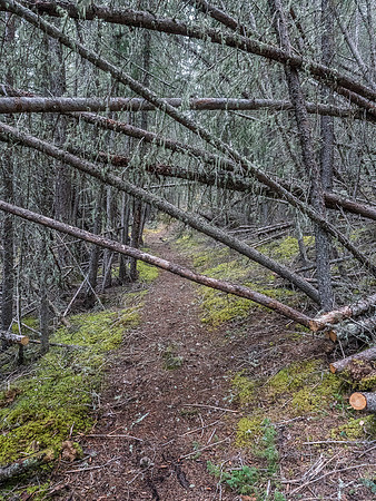 The trail around the north side of Glacier Lake is a weird mix of maintained and not maintained.