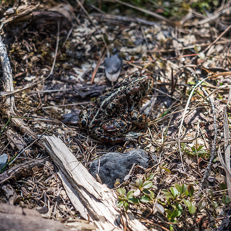 I was less delighted to see this ugly creature, but also pretty interested.