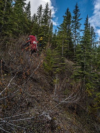 Bushwhacking up the moraine.