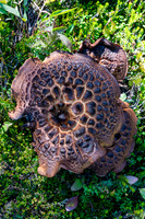 Giant mushrooms were everywhere on this trip - a wet summer indeed!