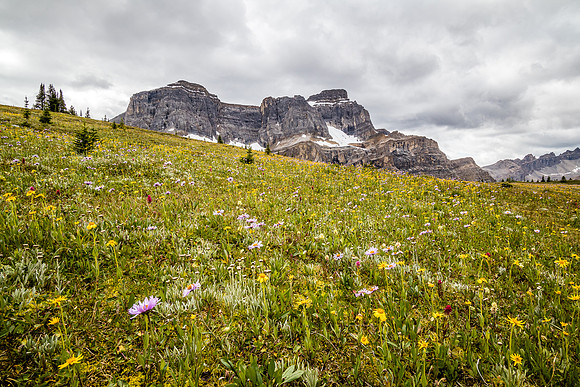 Noseeum Mountain and brilliant wildflowers in the Molar Meadows under NMP.