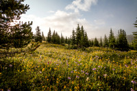 Wildflowers in the Molar Meadows.