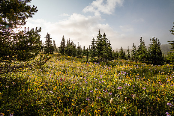 Wildflowers in the Molar Meadows.