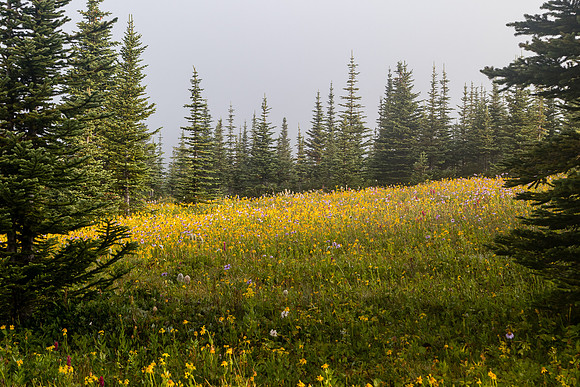 Wildflowers in the Molar Meadows.