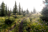Wildflowers in the Molar Meadows.