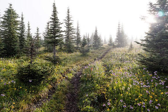 Wildflowers in the Molar Meadows.